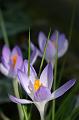 Crocuses, Tindale Gardens IMG_6819